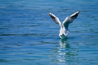 Život sa hlási o slovo