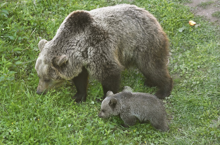 Ako sa lovia medvede / Padli rekordné počty, ale strety ani škody neklesajú. V údajoch je „dátové peklo“